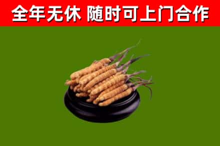 平定县烟酒回收冬虫夏草.jpg