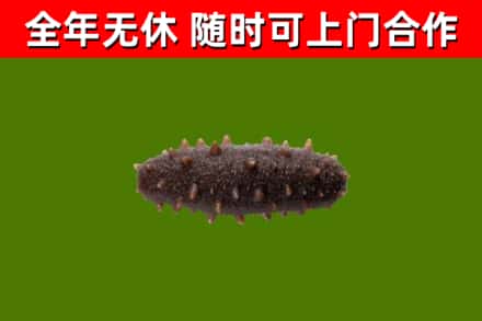 平定县烟酒回收干海参.jpg